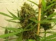 Golden Tiger Regular by ACE Seeds