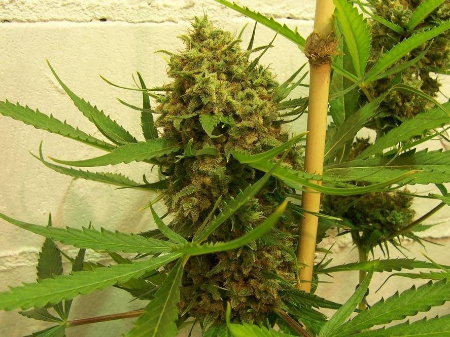 Golden Tiger Regular by ACE Seeds (6) Golden Tiger grow shot