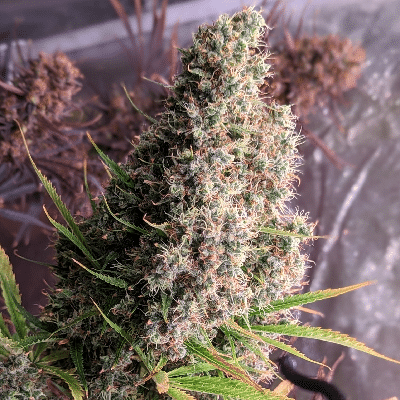 Golden Tiger Regular by ACE Seeds Golden Tiger Regular by ACE Seeds