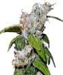 Green Haze 19 A5 LIMITED EDITION Feminized by ACE Seeds