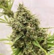 Guawi Feminized by ACE Seeds