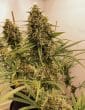 Guawi Feminized by ACE Seeds