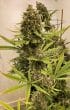 Guawi Feminized by ACE Seeds