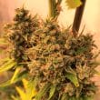 Guawi Feminized by ACE Seeds