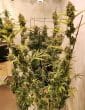 Guawi Feminized by ACE Seeds