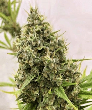 Guawi Regular by ACE Seeds