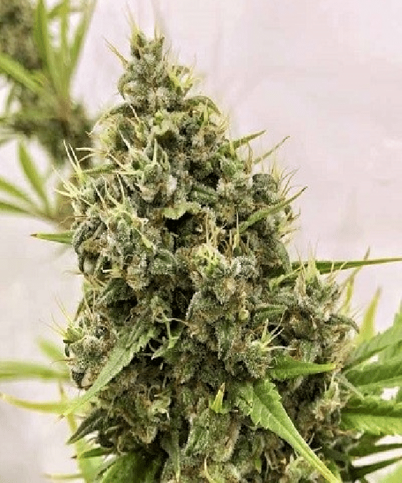 Guawi Regular by ACE Seeds Guawi Regular by ACE Seeds