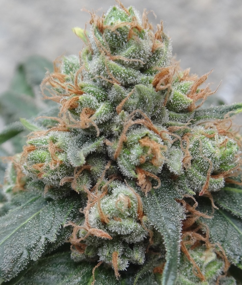 Hashtonic Feminized by ACE Seeds (3) Hashtonic plant in flower
