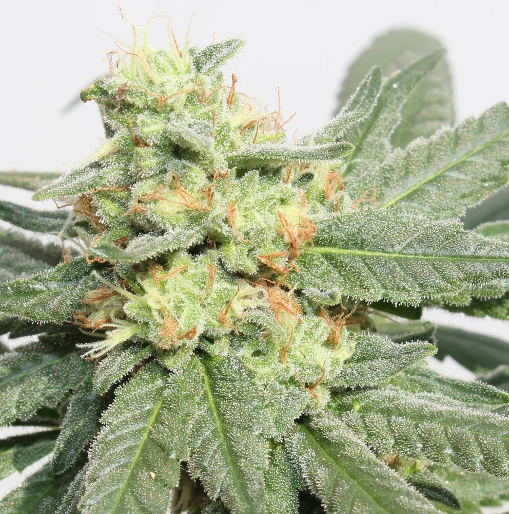 Hashtonic Feminized by ACE Seeds (4) Hashtonic harvest detail