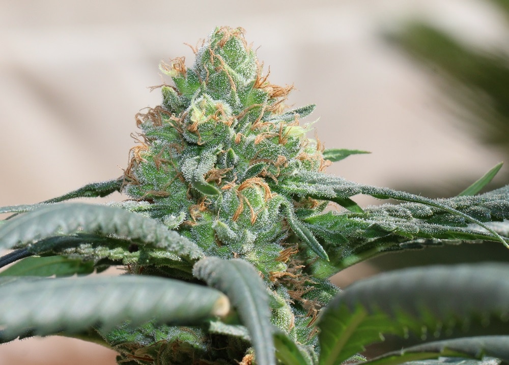 Hashtonic Feminized by ACE Seeds (6) Hashtonic grow shot