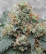 Hashtonic Feminized by ACE Seeds (11)