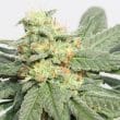 Hashtonic Feminized by ACE Seeds (11)