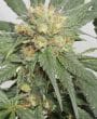 Hashtonic Feminized by ACE Seeds (11)