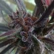 Haze x Kali China Feminized by ACE Seeds