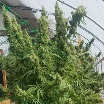 Honduras Regular by ACE Seeds