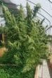 Honduras Regular by ACE Seeds