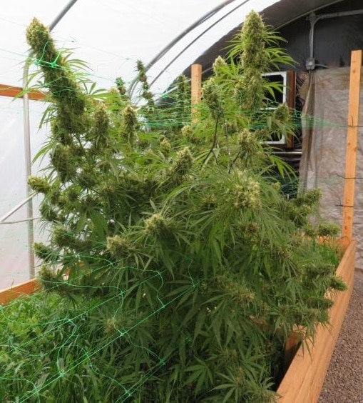 Honduras Regular by ACE Seeds (4) Honduras harvest detail