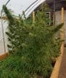 Honduras Regular by ACE Seeds