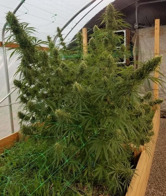 Honduras Regular by ACE Seeds (5) Honduras grow shot