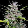 Honduras x Panama Regular by ACE Seeds