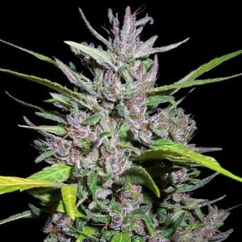 Honduras x Panama Regular by ACE Seeds