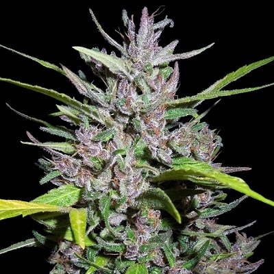 Honduras x Panama Regular by ACE Seeds Honduras x Panama Regular by ACE Seeds