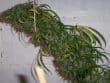 Honduras x Panama Regular by ACE Seeds