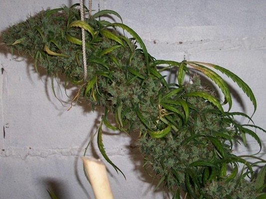 Honduras x Panama Regular by ACE Seeds (4) Honduras x Panama harvest detail