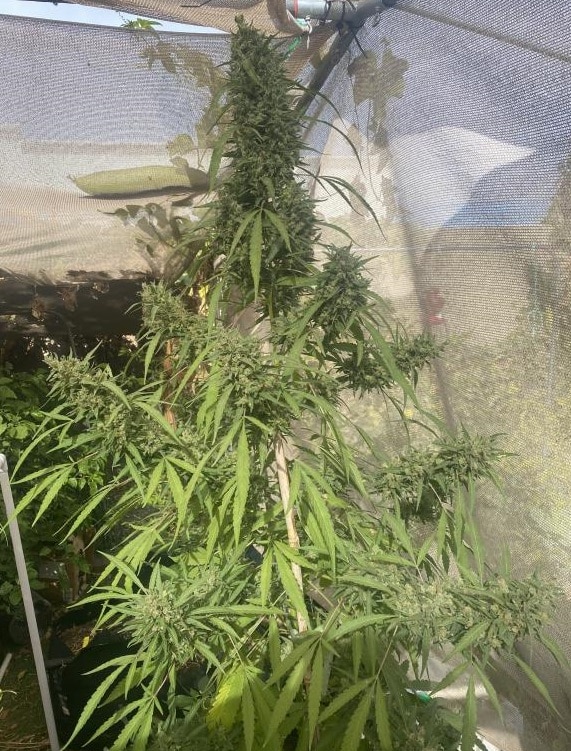 Honduras x Panama Regular by ACE Seeds (5) Honduras x Panama grow shot