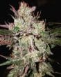 Kali China Feminized by ACE Seeds