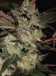 Kali China Feminized by ACE Seeds