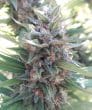 Kali China Feminized by ACE Seeds