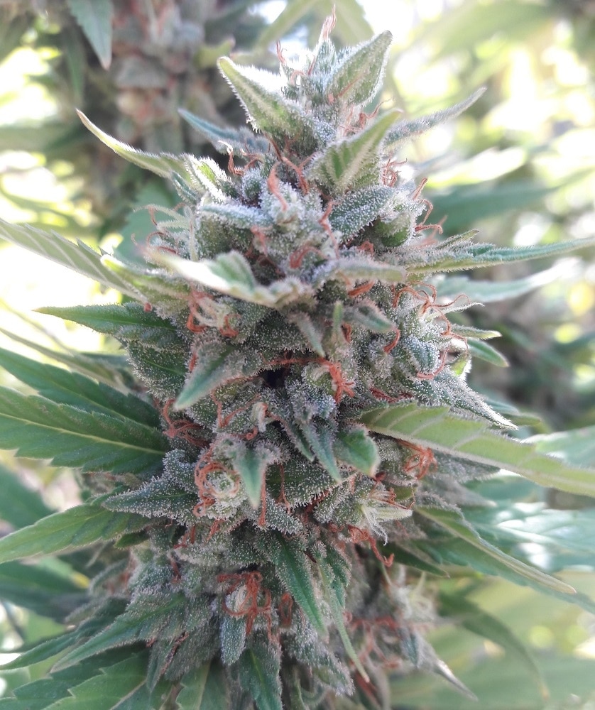 Kali China Feminized by ACE Seeds (4) Kali China harvest detail