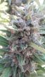 Kali China Feminized by ACE Seeds