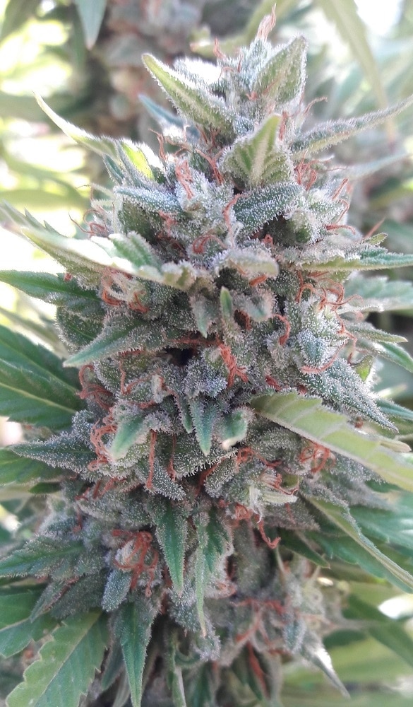Kali China Feminized by ACE Seeds (5) Kali China grow shot
