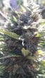 Kali China Feminized by ACE Seeds
