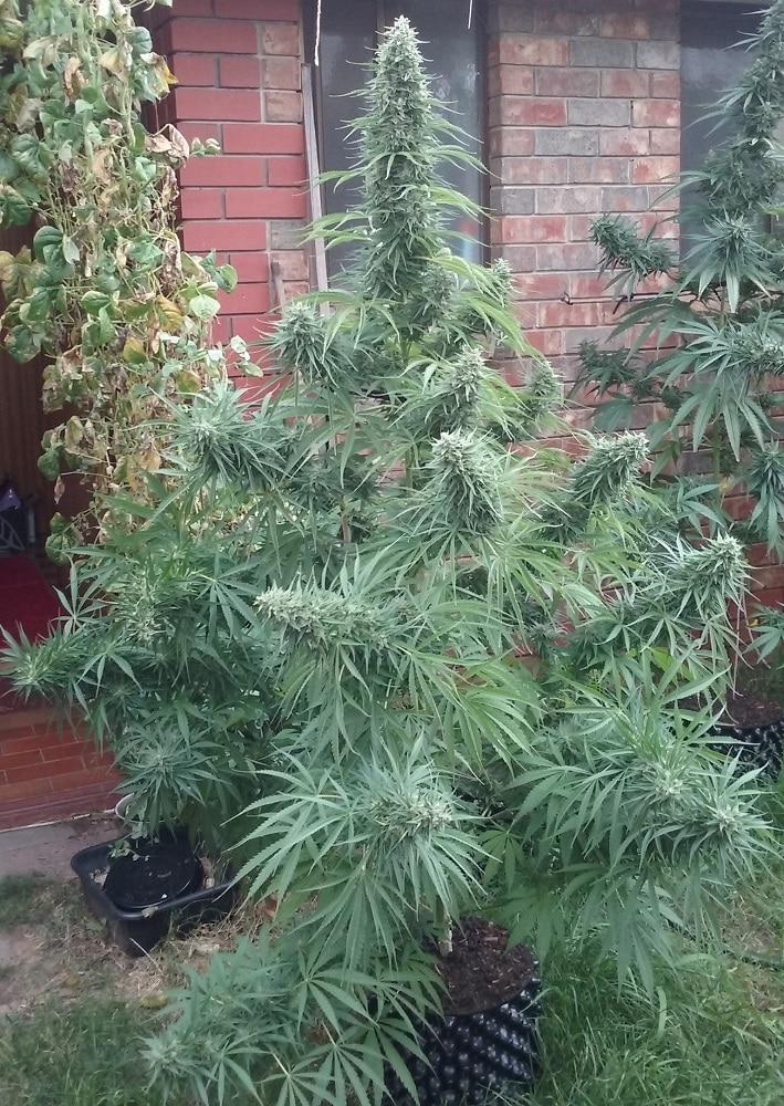 Killer A5 Haze Feminized by ACE Seeds (2) Killer A5 Haze bud detail