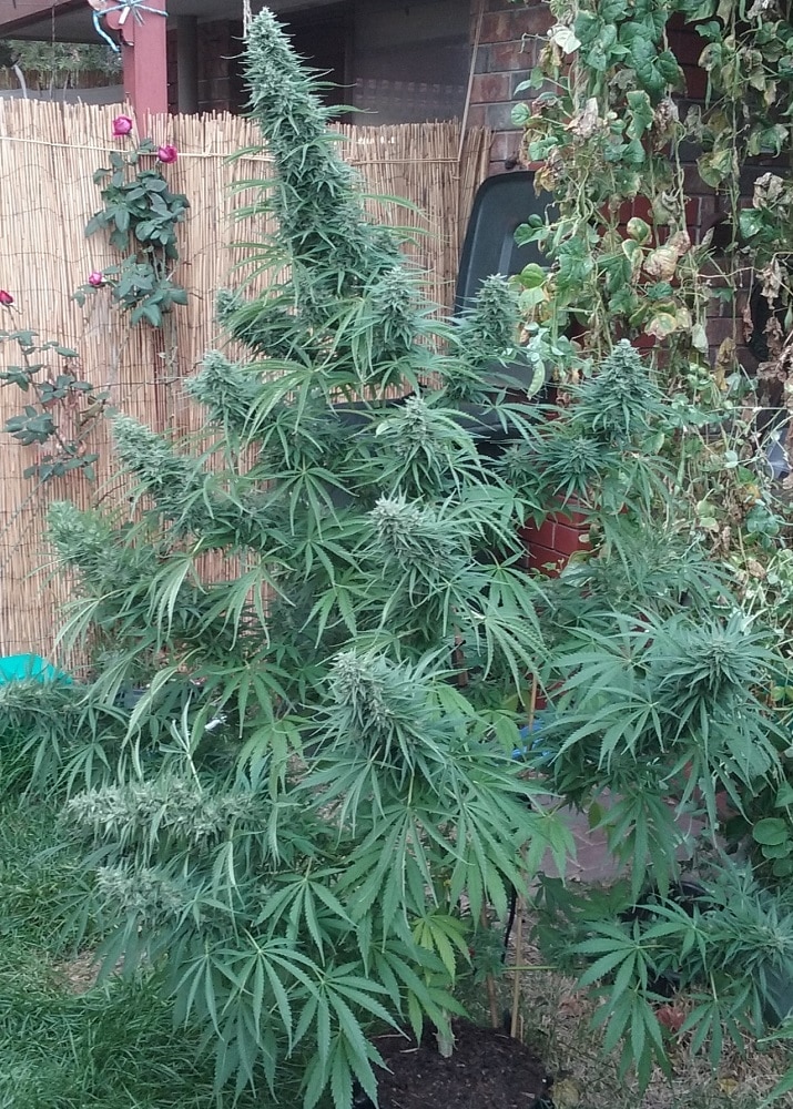 Killer A5 Haze Feminized by ACE Seeds (3) Killer A5 Haze plant in flower