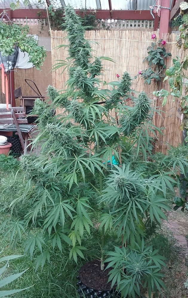 Killer A5 Haze Feminized by ACE Seeds (4) Killer A5 Haze harvest detail