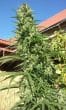 Killer A5 Haze Feminized by ACE Seeds
