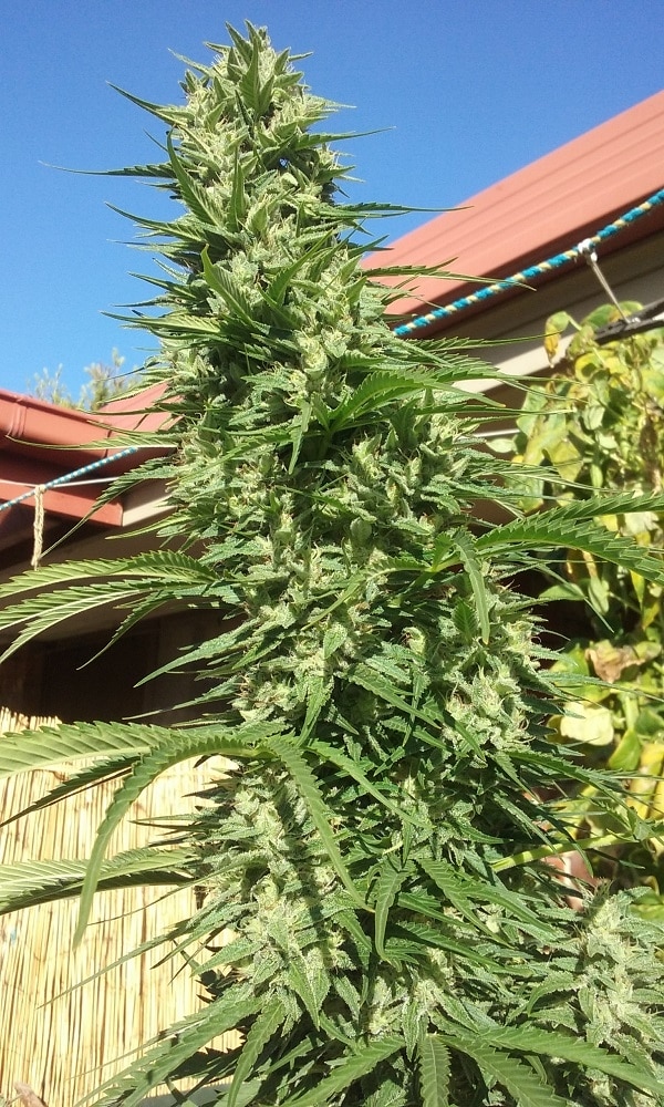 Killer A5 Haze Feminized by ACE Seeds (5) Killer A5 Haze grow shot