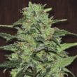 Malawi Regular by ACE Seeds