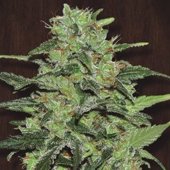 Malawi Regular by ACE Seeds