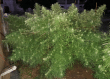 Malawi Regular by ACE Seeds