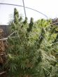 Malawi Regular by ACE Seeds