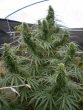 Malawi Regular by ACE Seeds