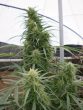 Malawi Regular by ACE Seeds