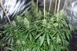Malawi Regular by ACE Seeds