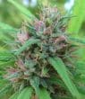 Malawi x Panama Feminized by ACE Seeds