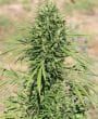 Morocco Beldia Kif Feminized by ACE Seeds